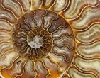 Split Ammonite Half - Agatized #12462-1